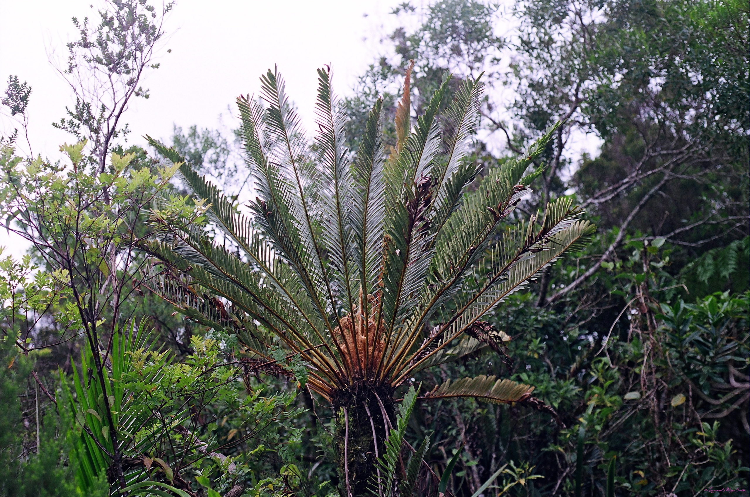 Ile de la Reunion