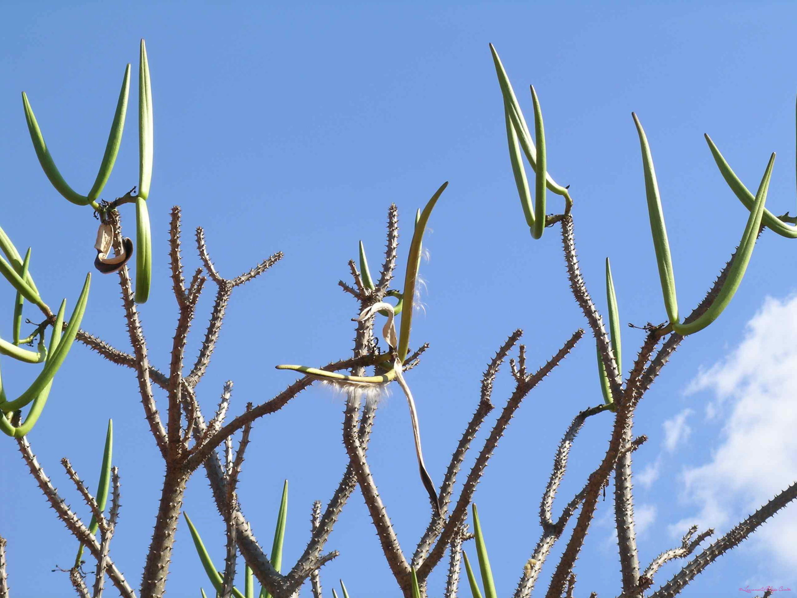 Madagascar