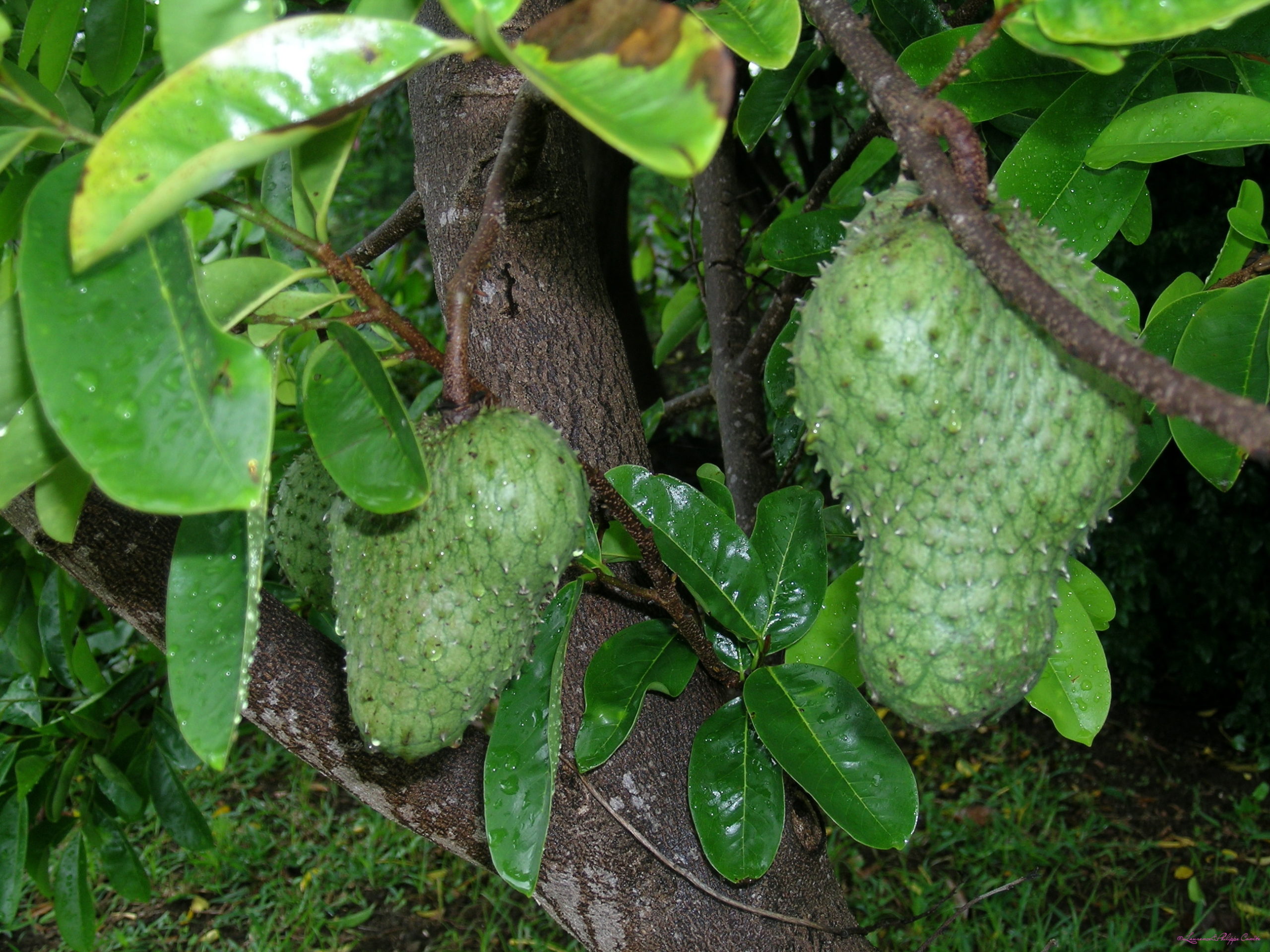 Ile de la Reunion