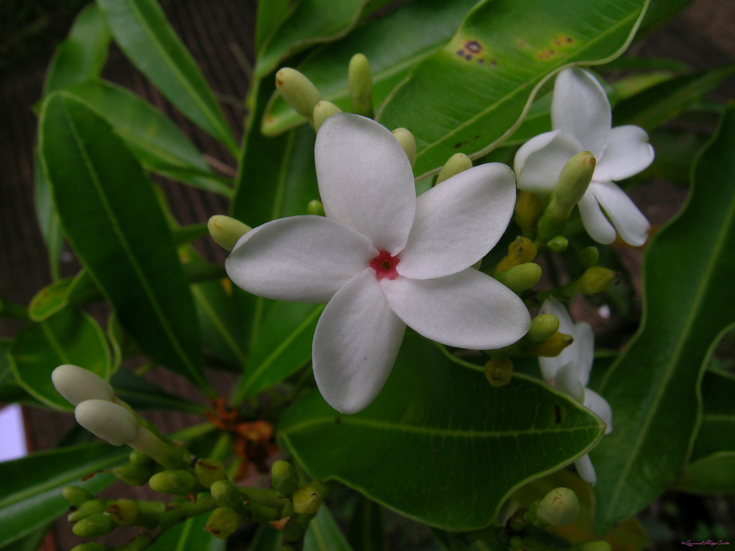 Ile de la Reunion