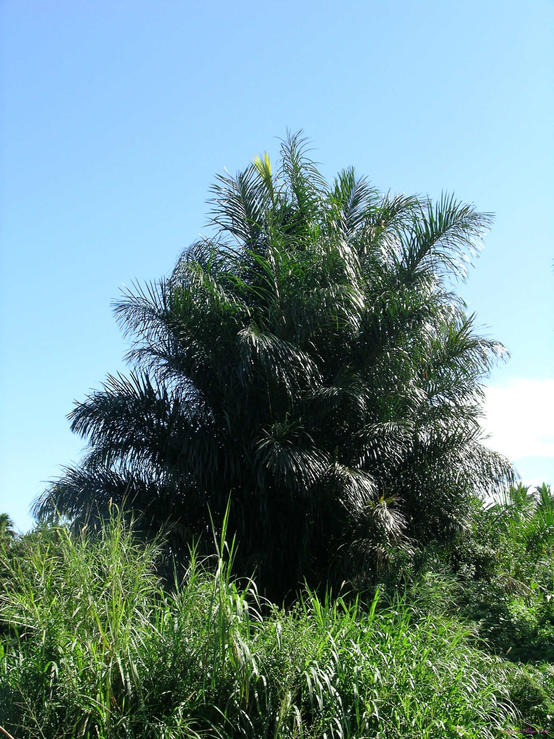 Ile de la Reunion