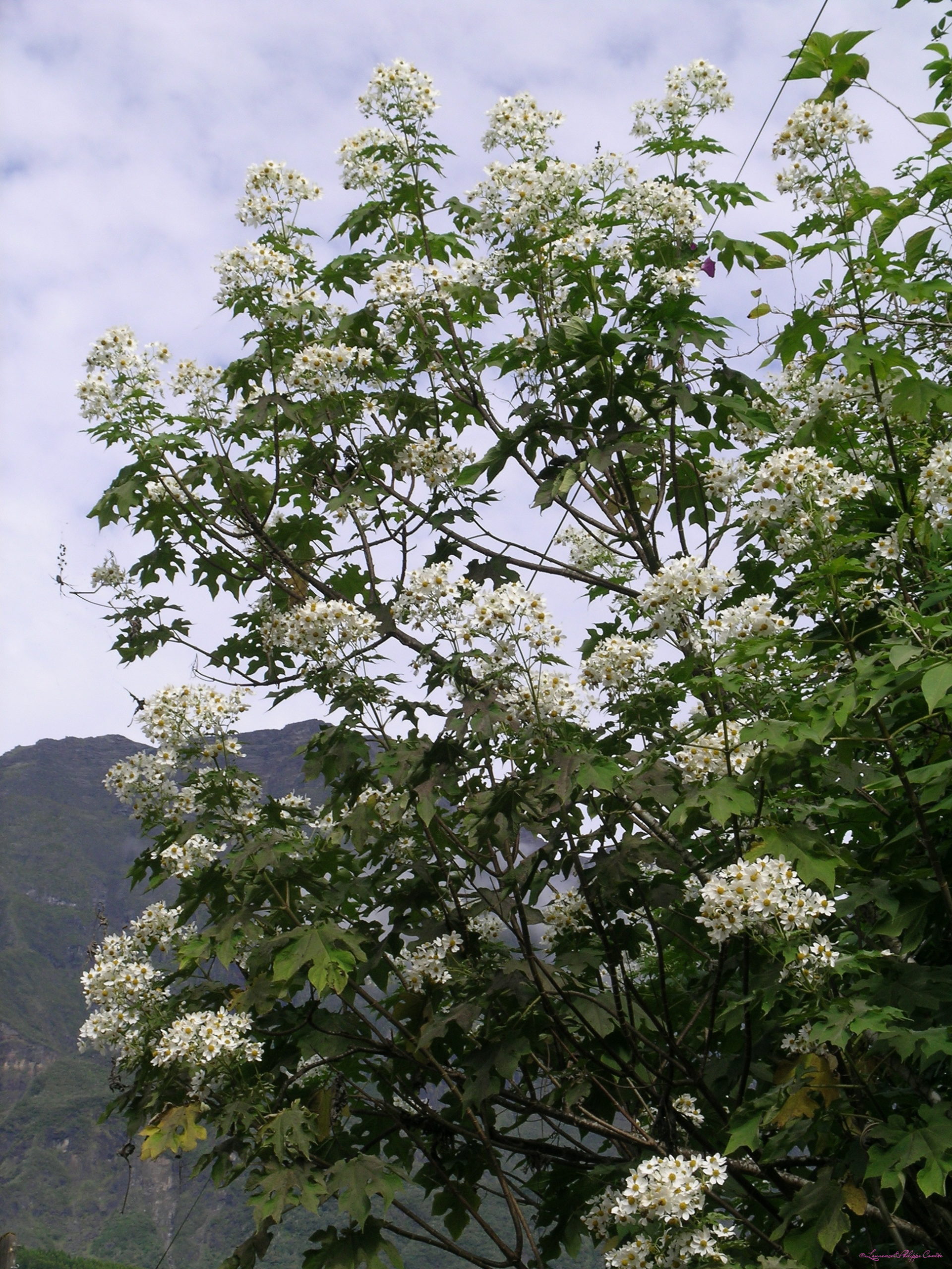 Ile de la Reunion