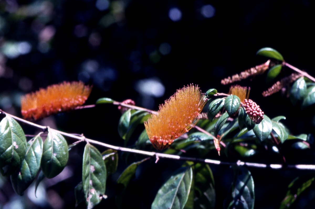 Guyane