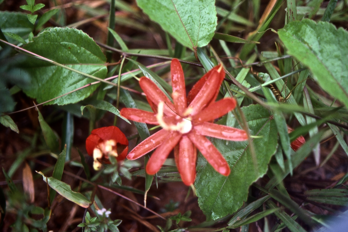 Guyane