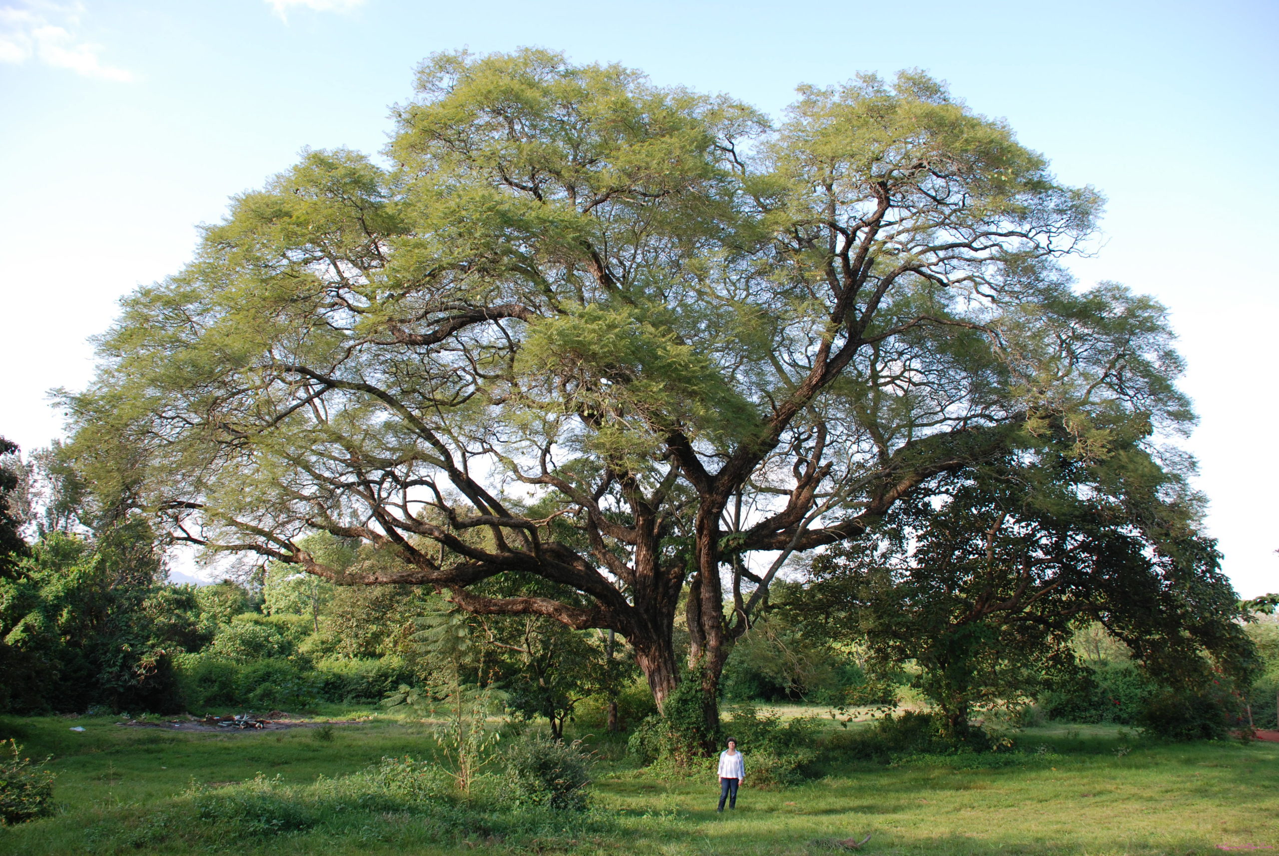 Tanzanie