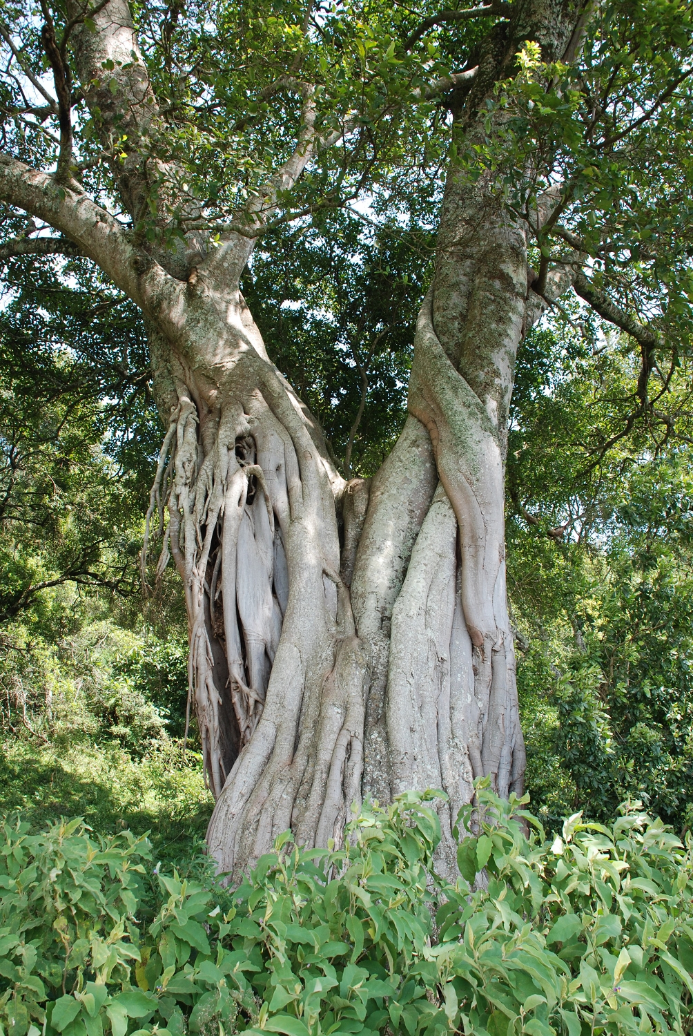 Tanzanie