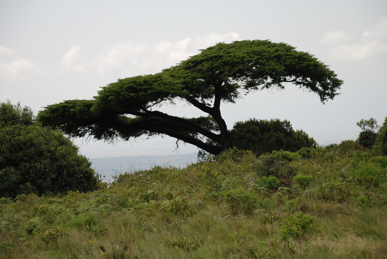 Tanzanie