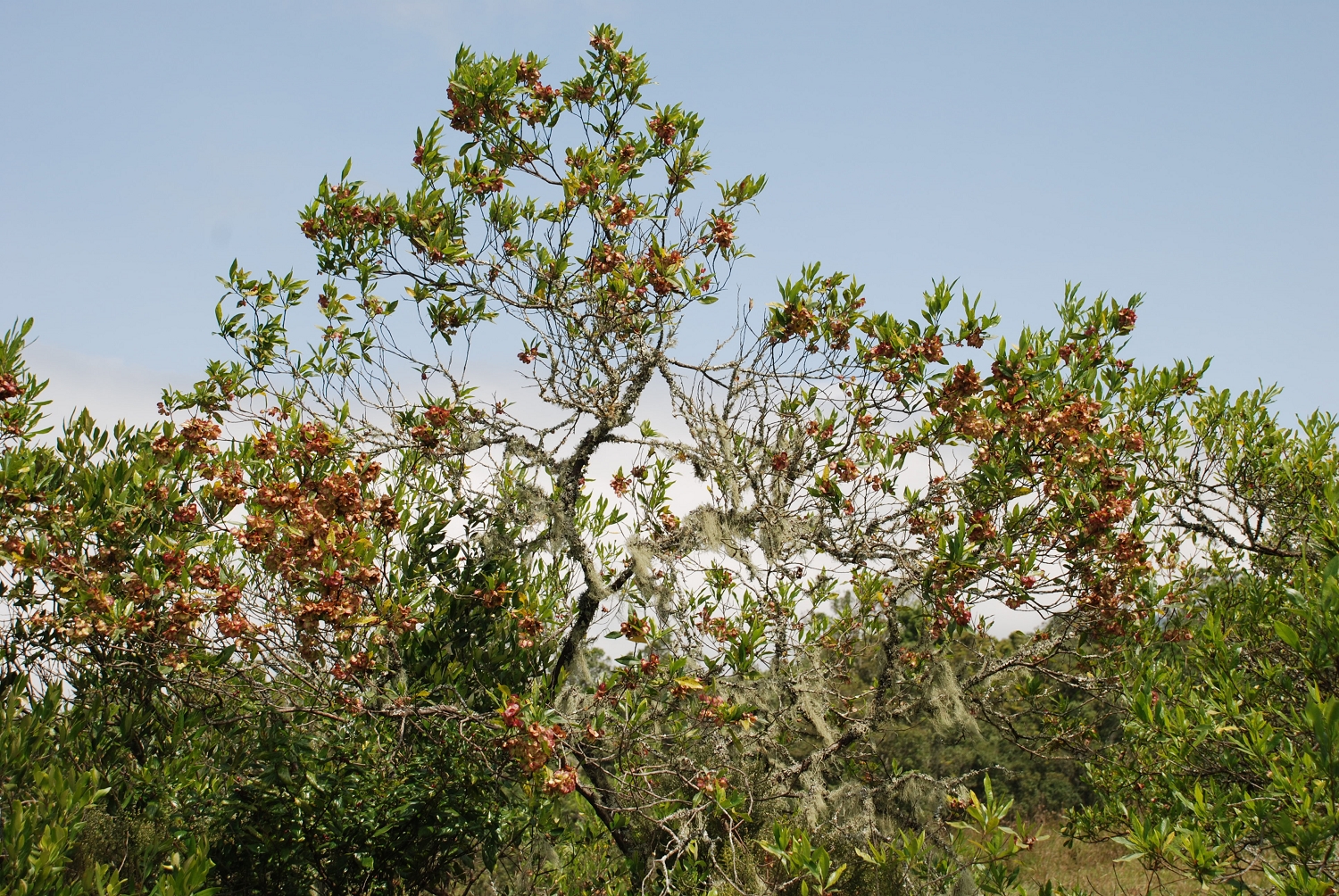 Tanzanie