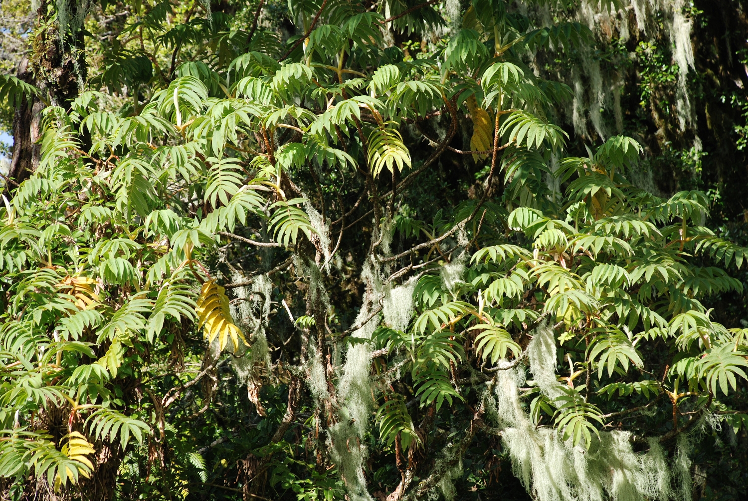 Tanzanie