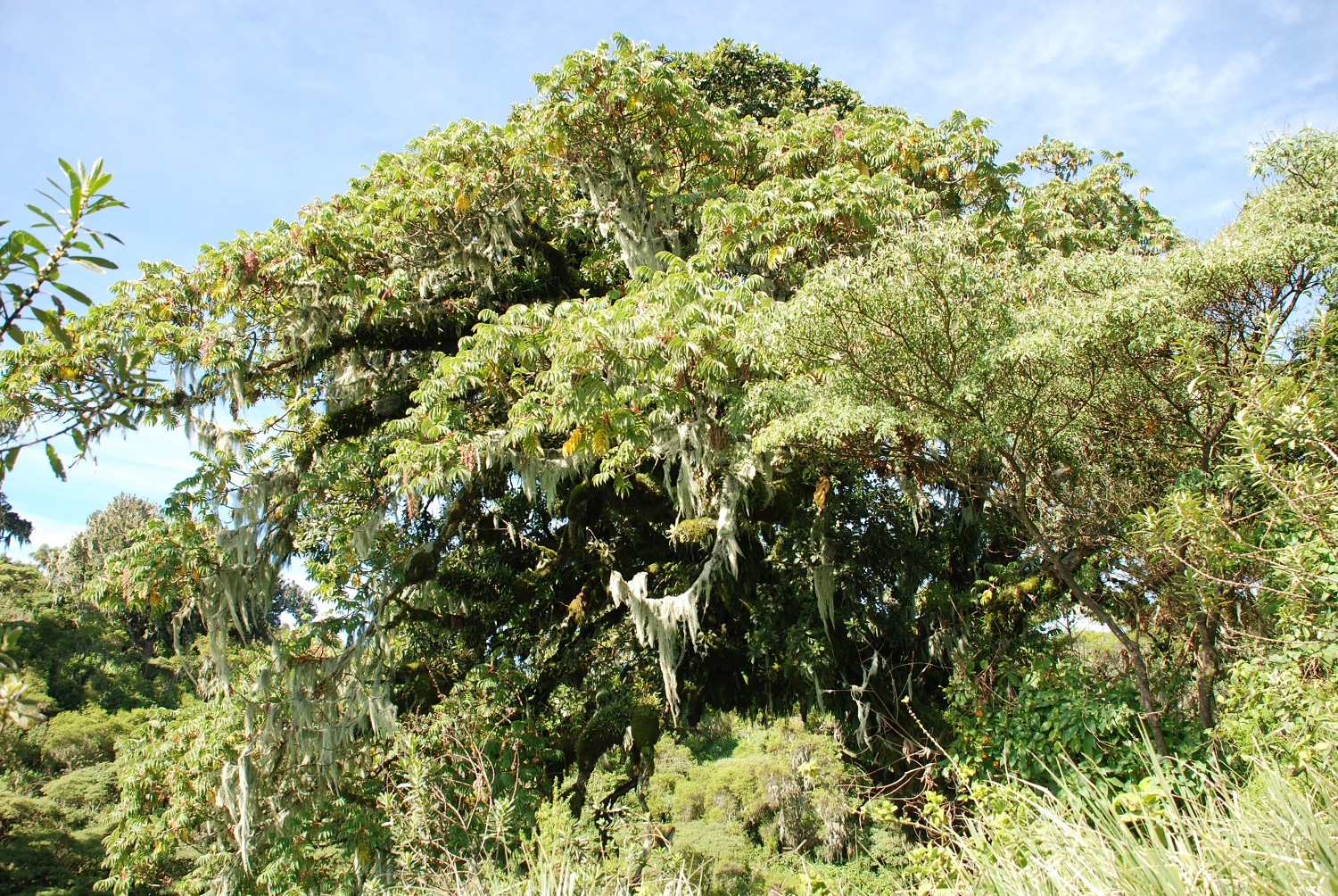 Tanzanie