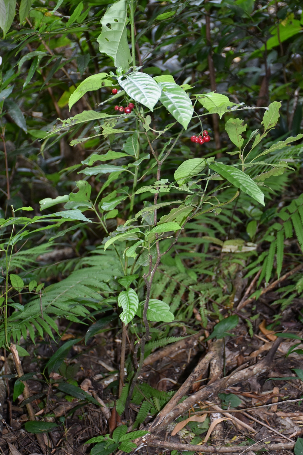 Mayotte