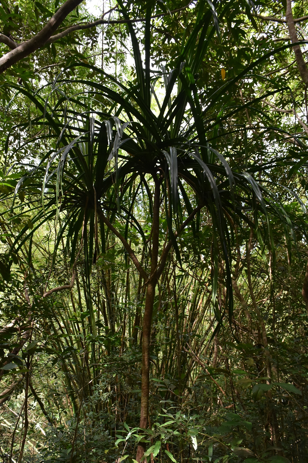 Mayotte