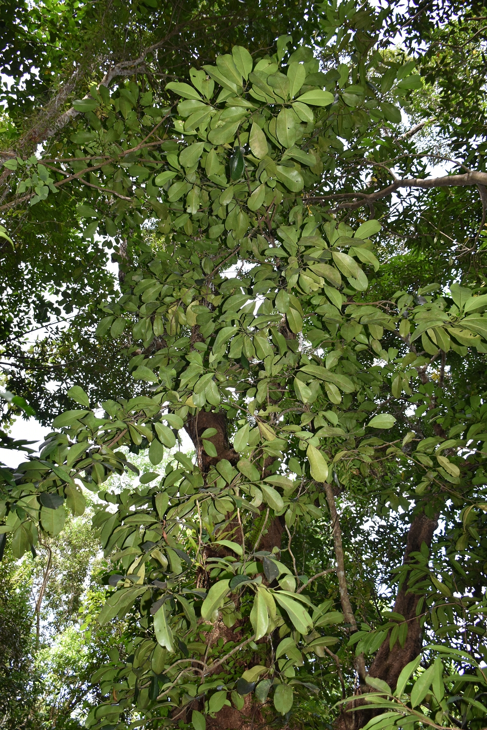 Mayotte