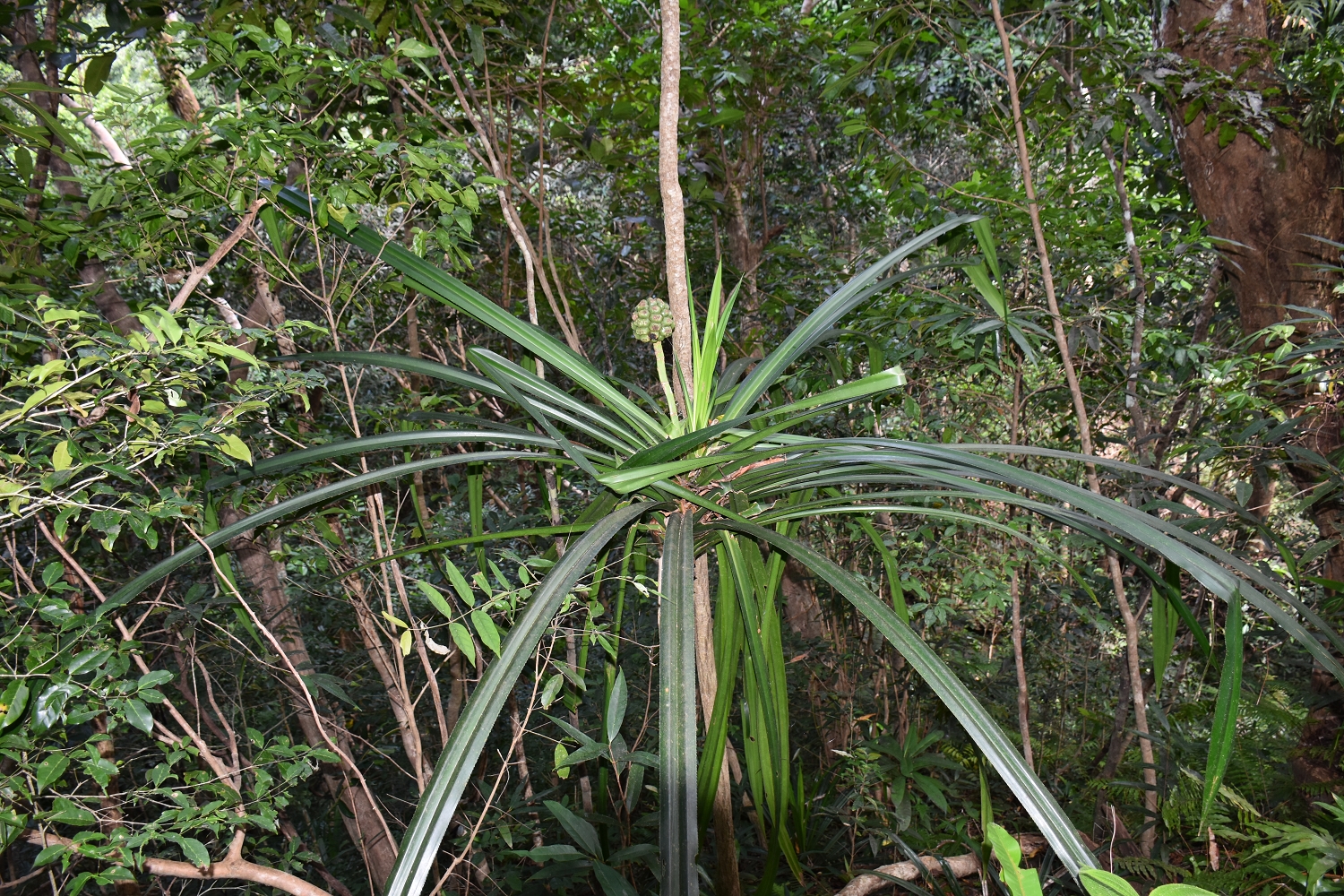 Mayotte