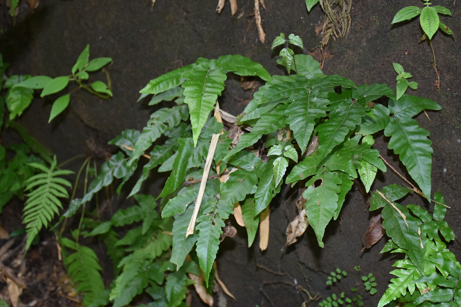 Mayotte