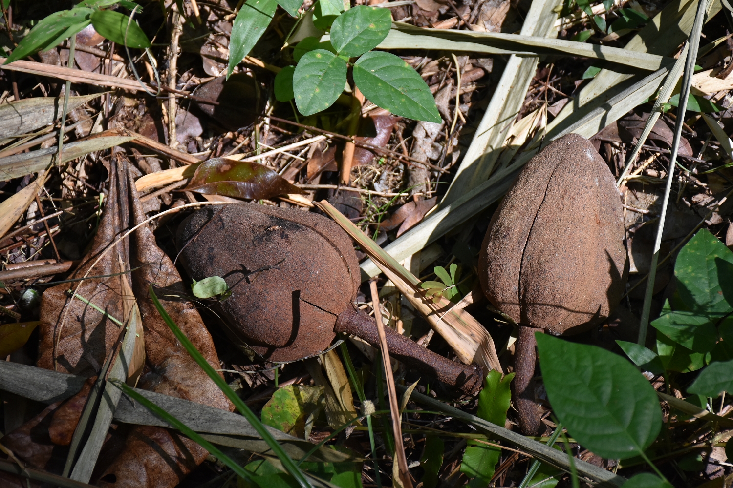 Mayotte