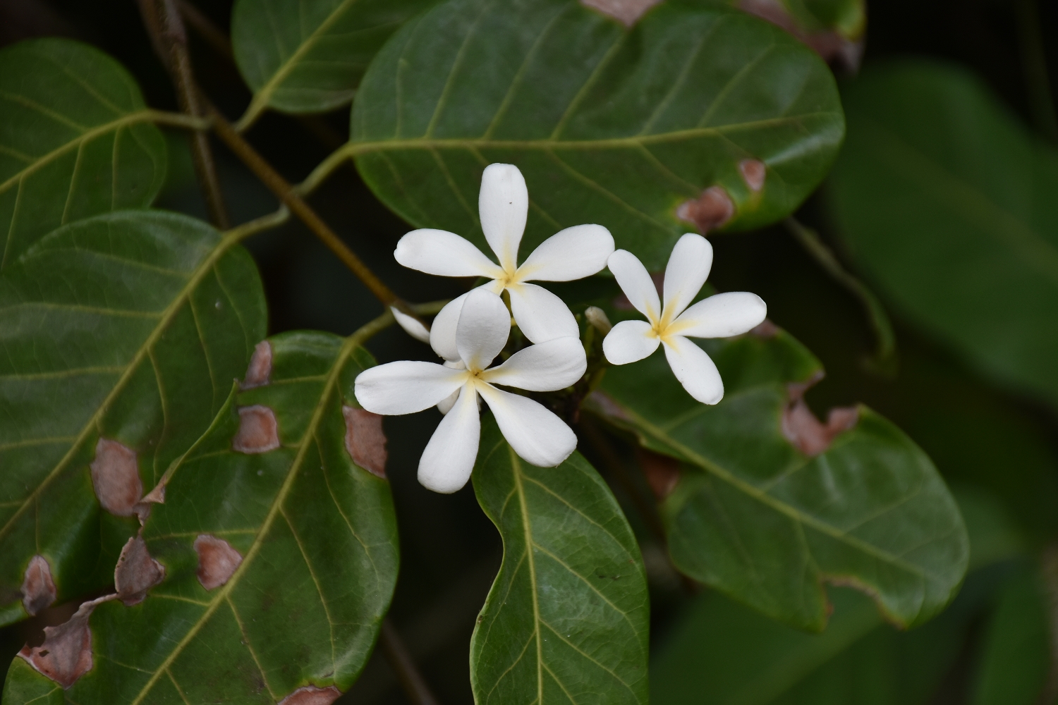 Mayotte