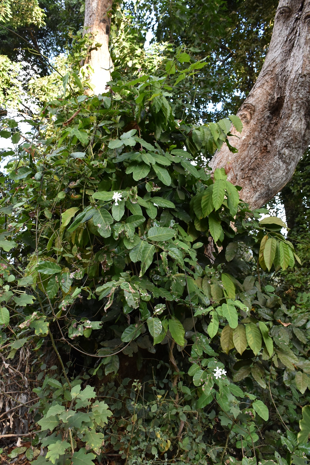 Mayotte