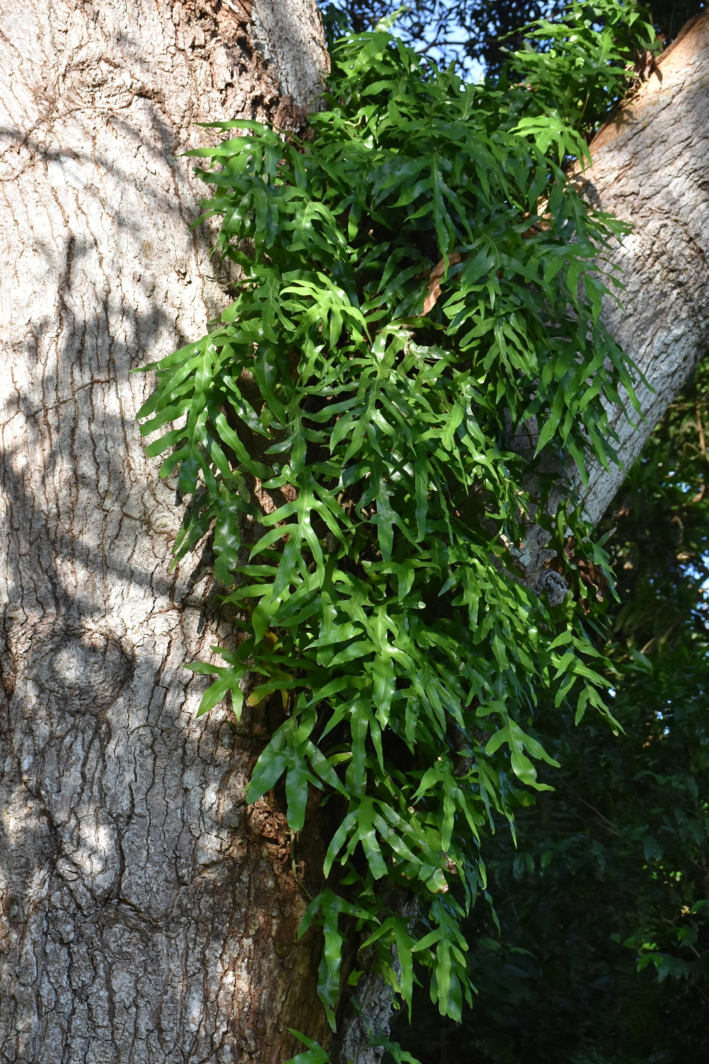 Mayotte