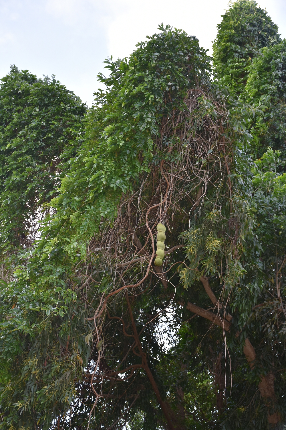 Mayotte