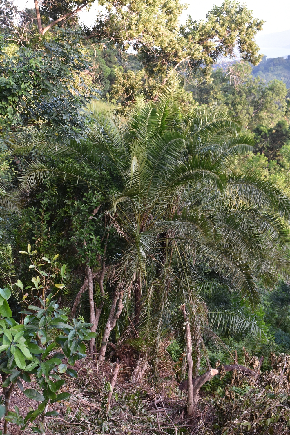 Mayotte