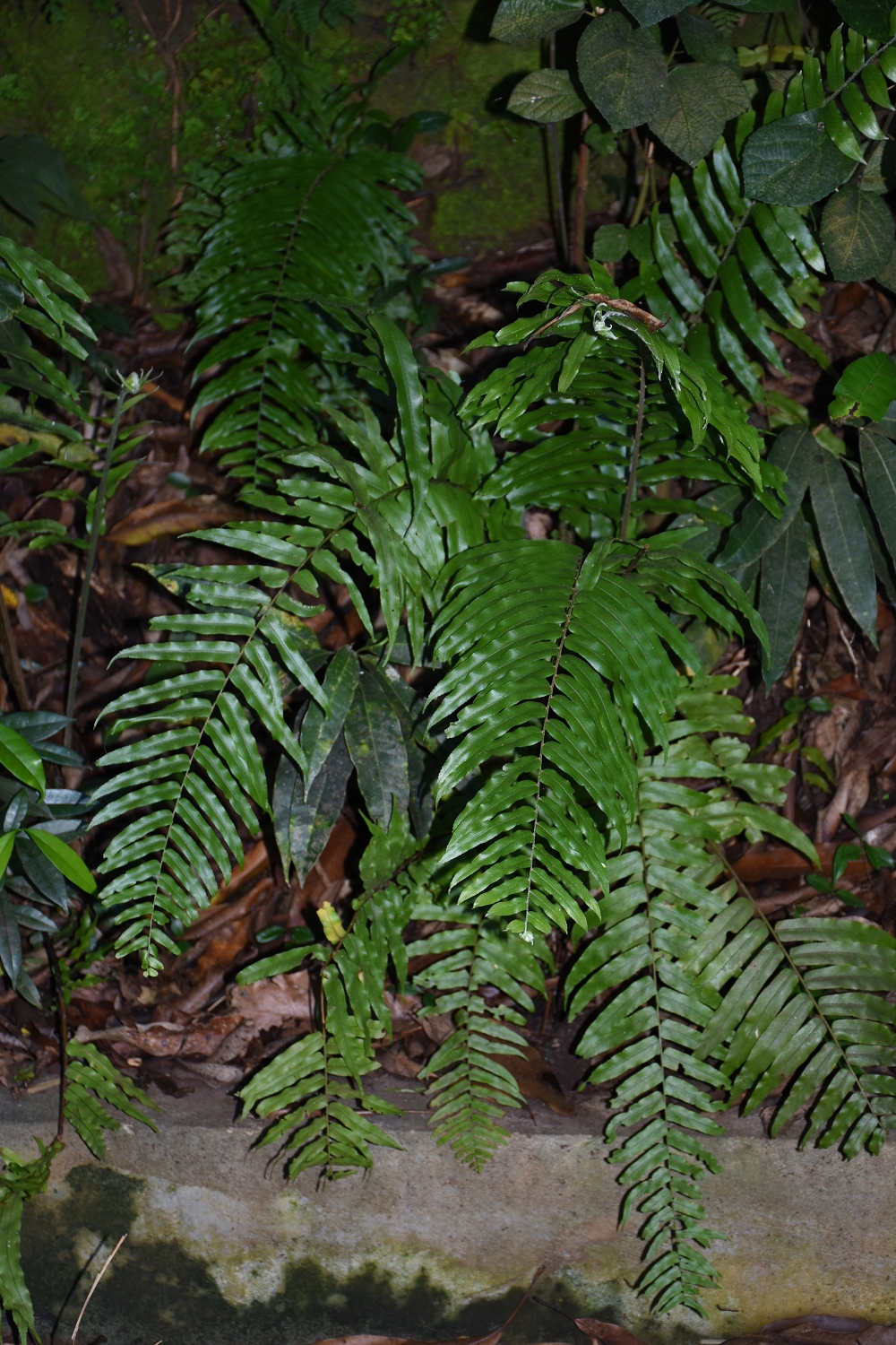 Mayotte