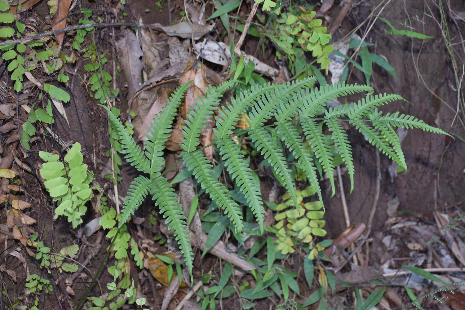 Mayotte