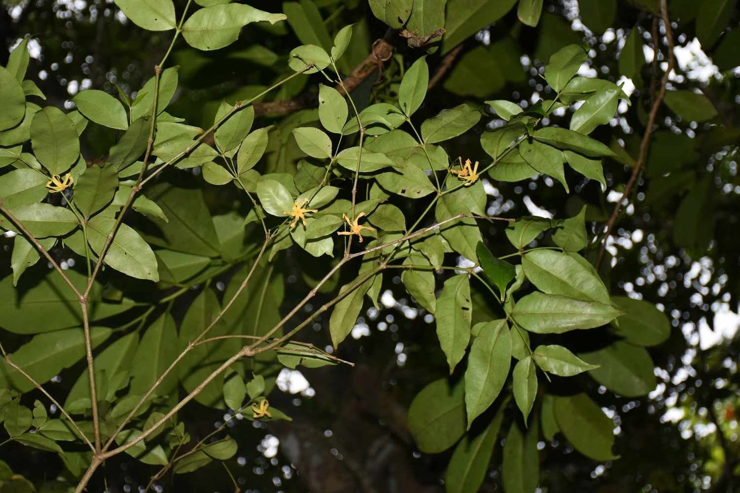 Mayotte