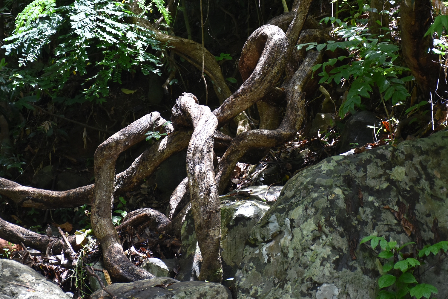 Mayotte