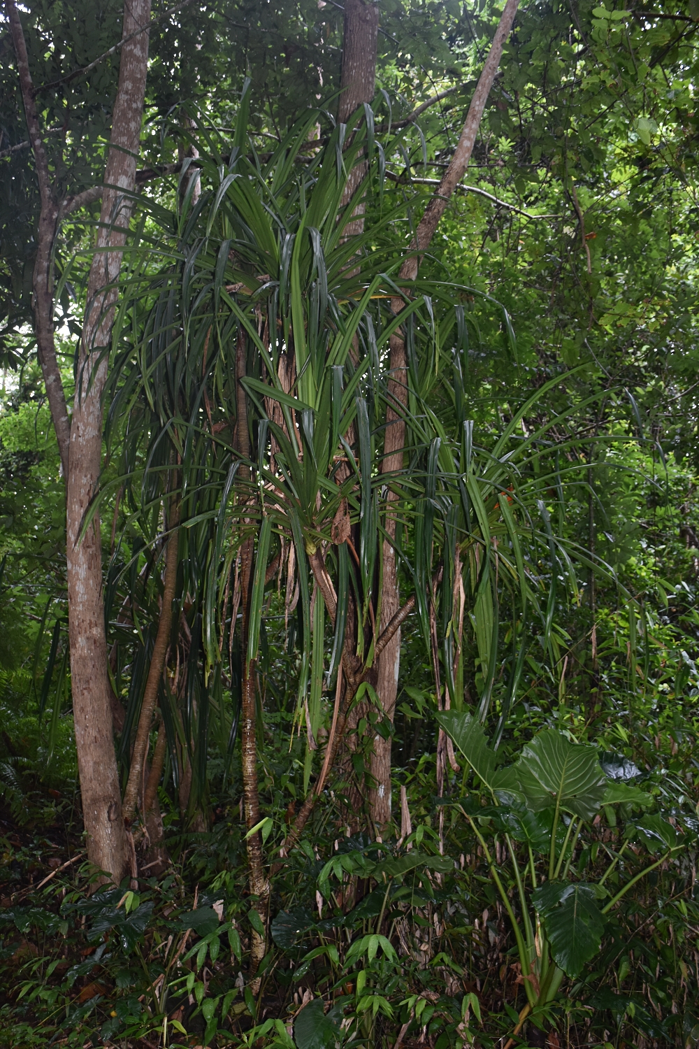 Mayotte