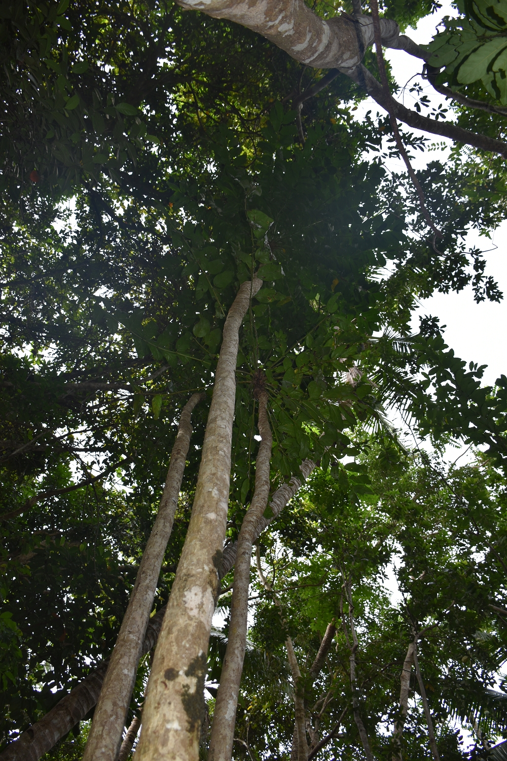 Mayotte