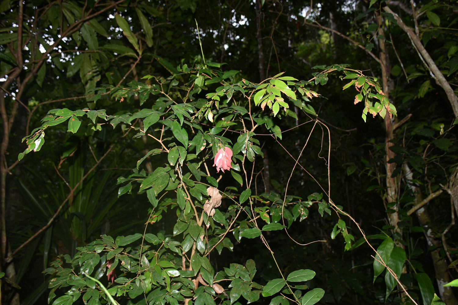 Mayotte