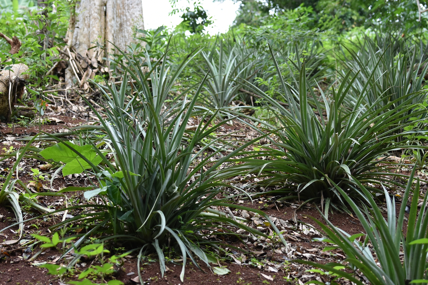 Mayotte