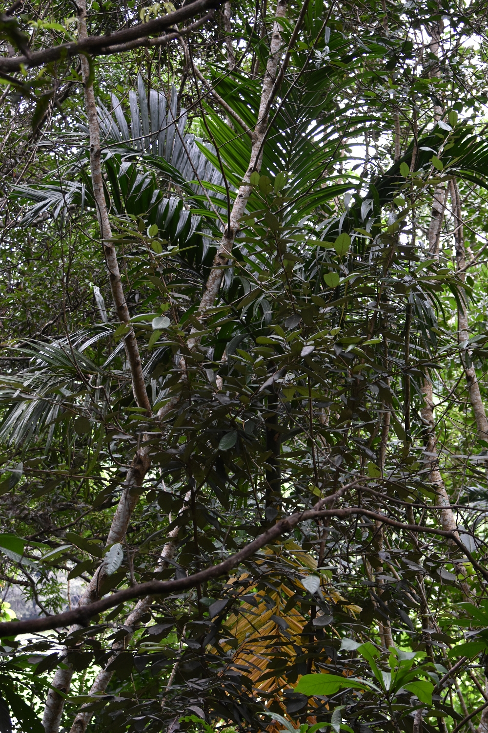 Mayotte