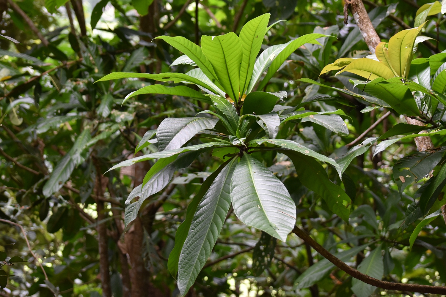 Mayotte