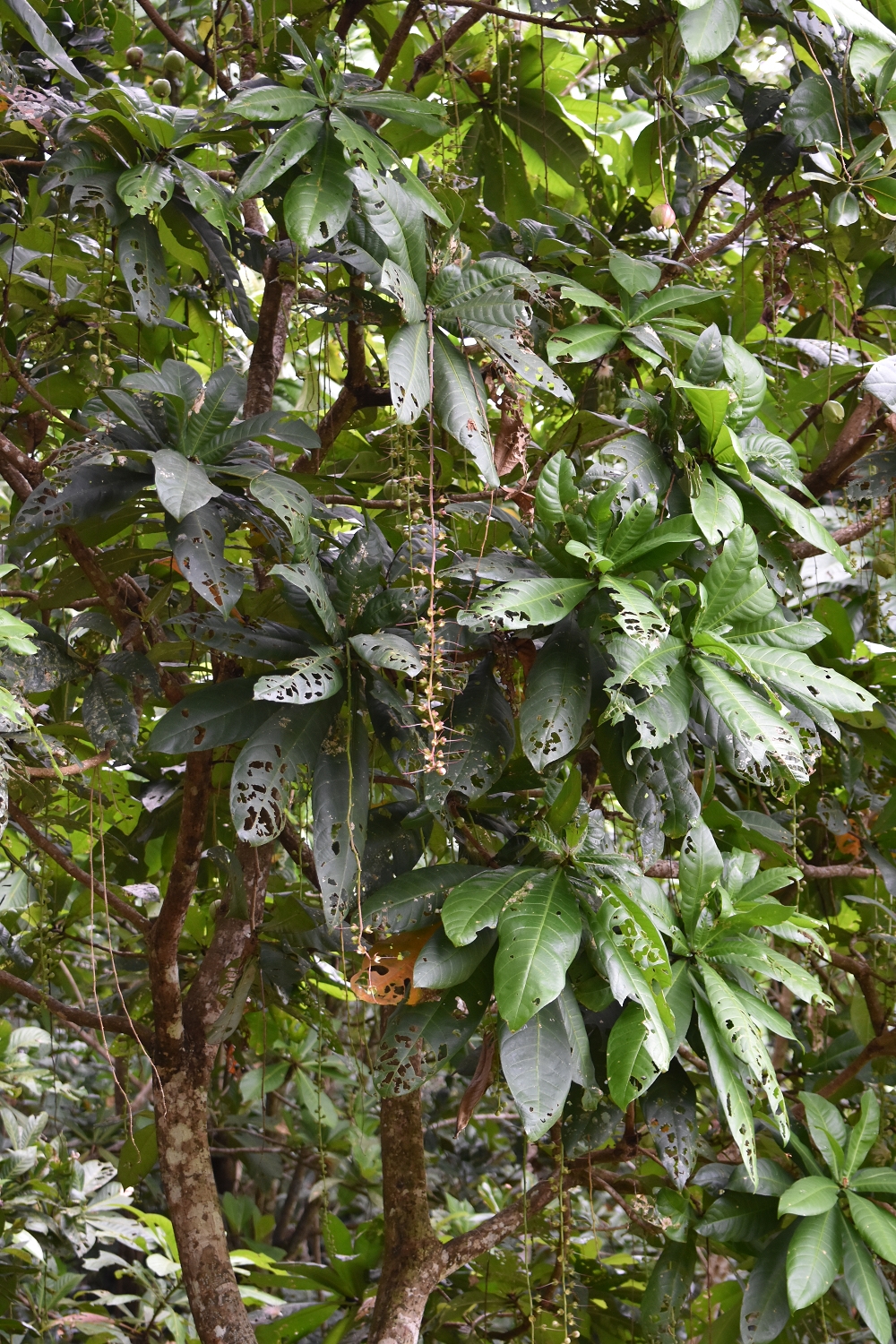 Mayotte