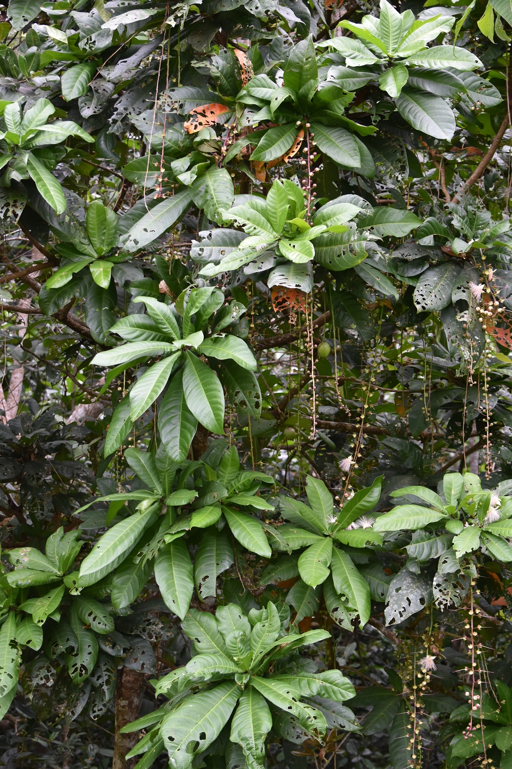 Mayotte