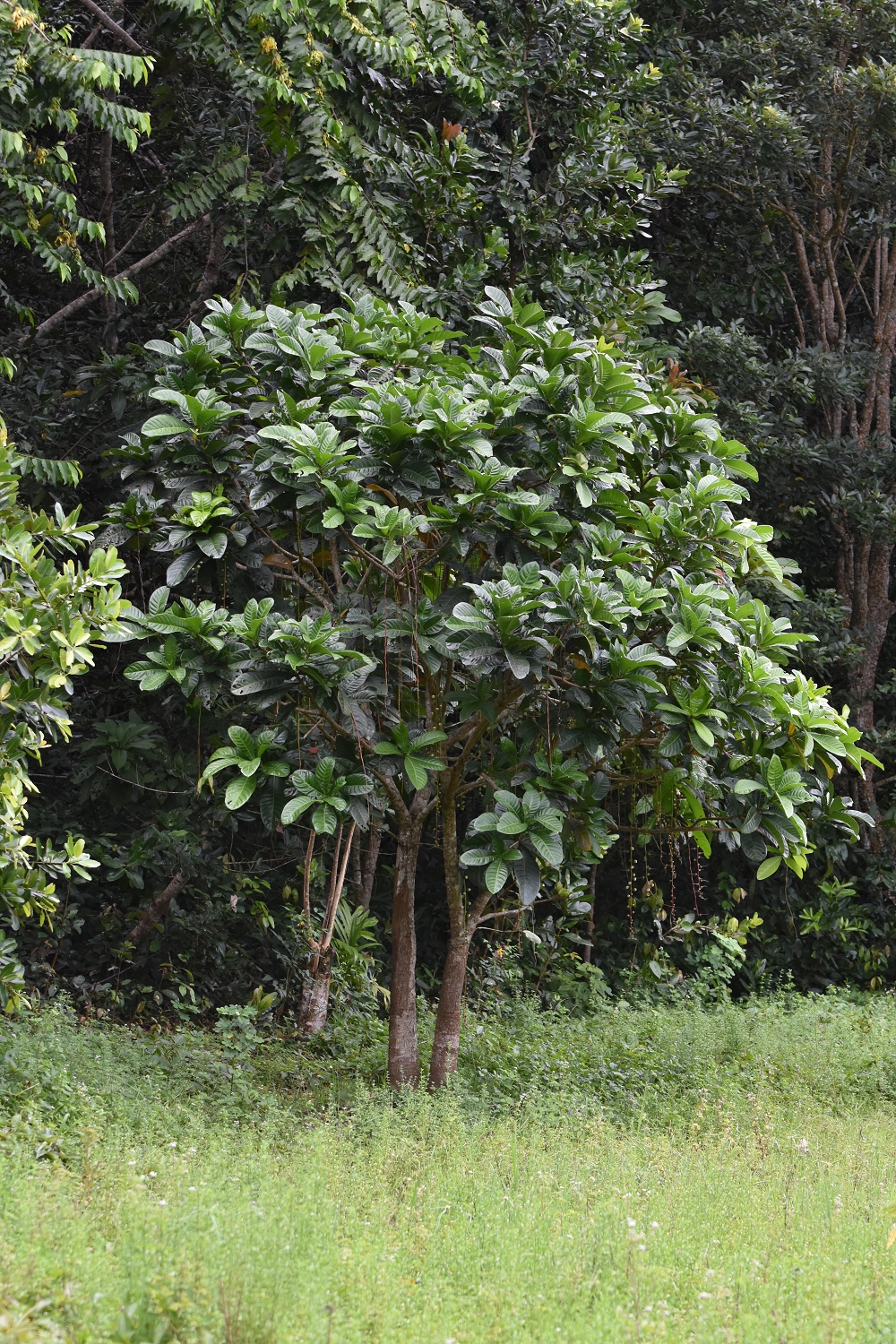 Mayotte