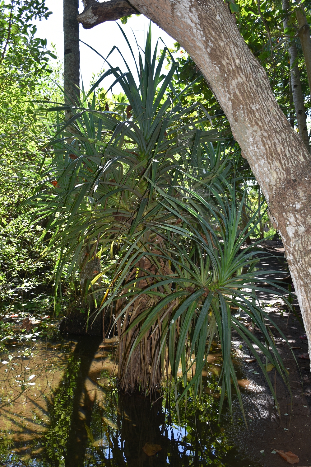 Mayotte