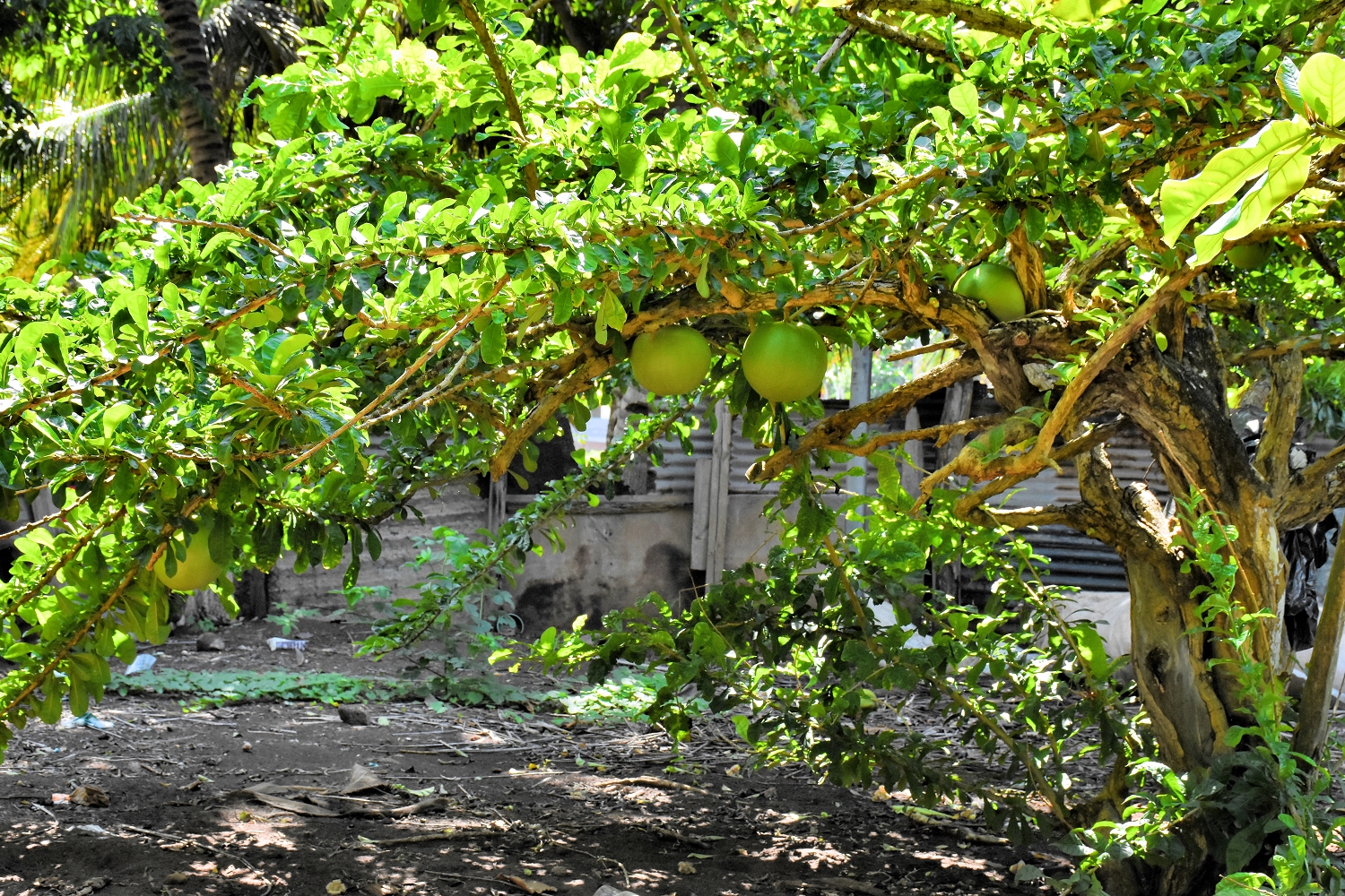 Mayotte