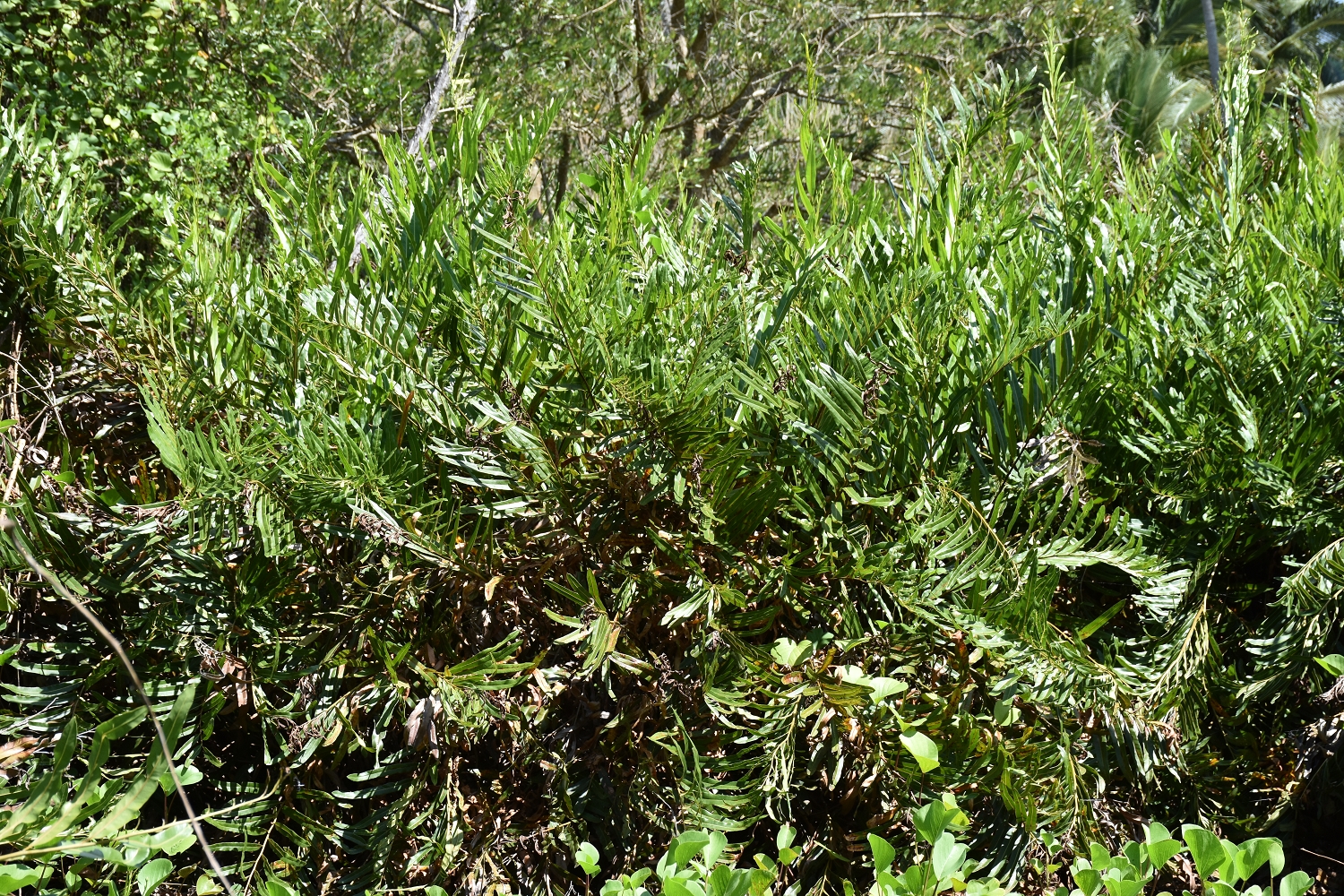 Mayotte