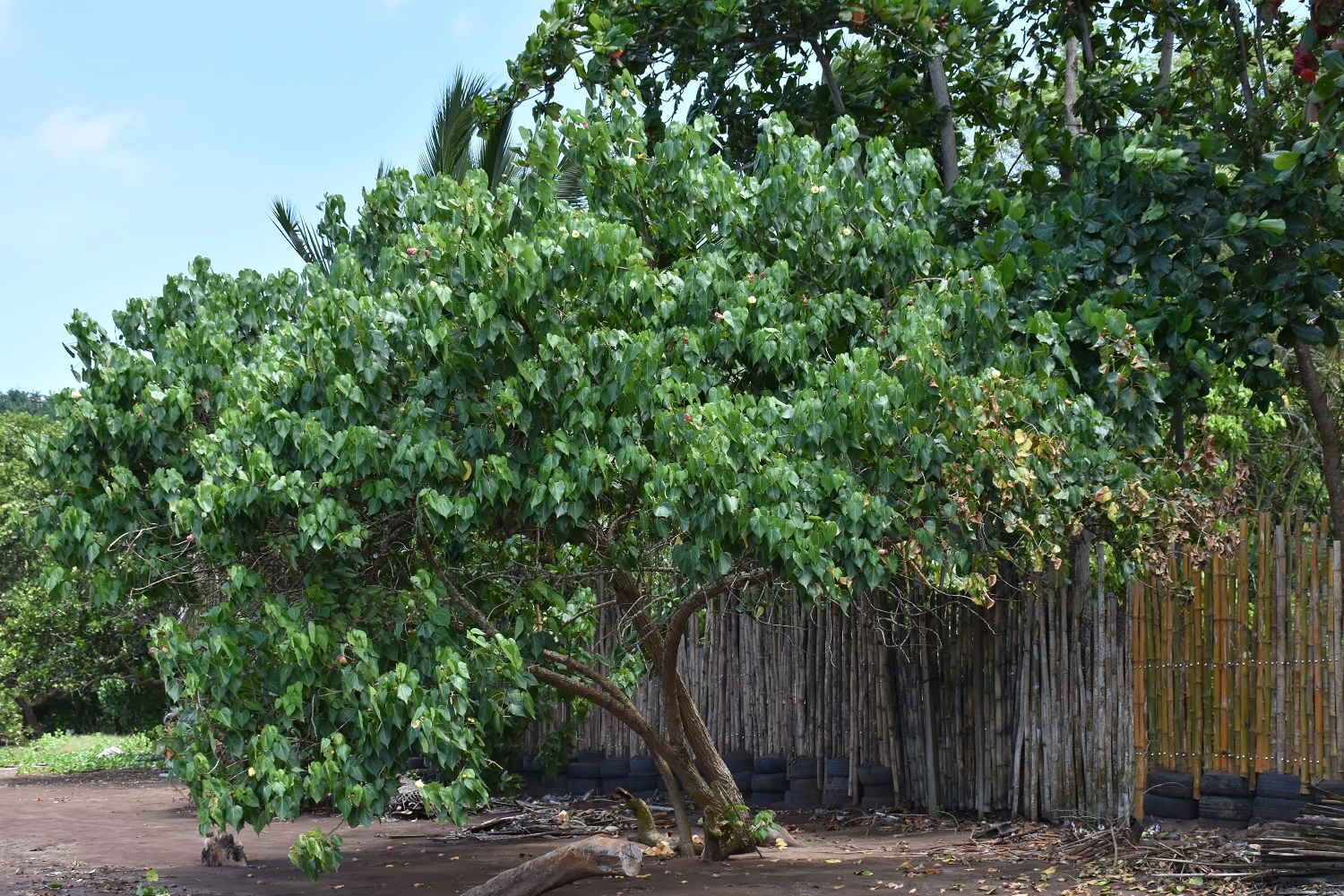 Mayotte