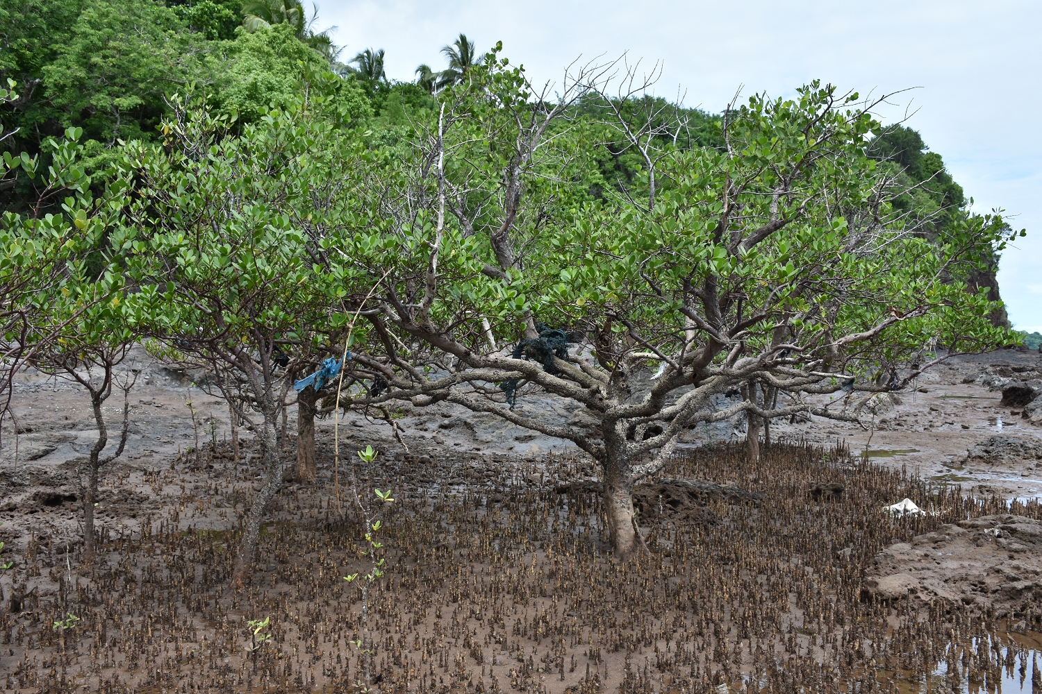 Mayotte