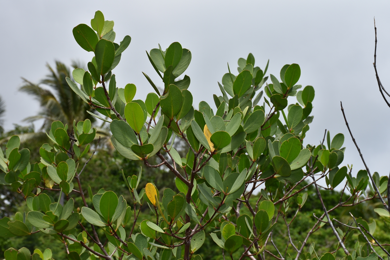 Mayotte