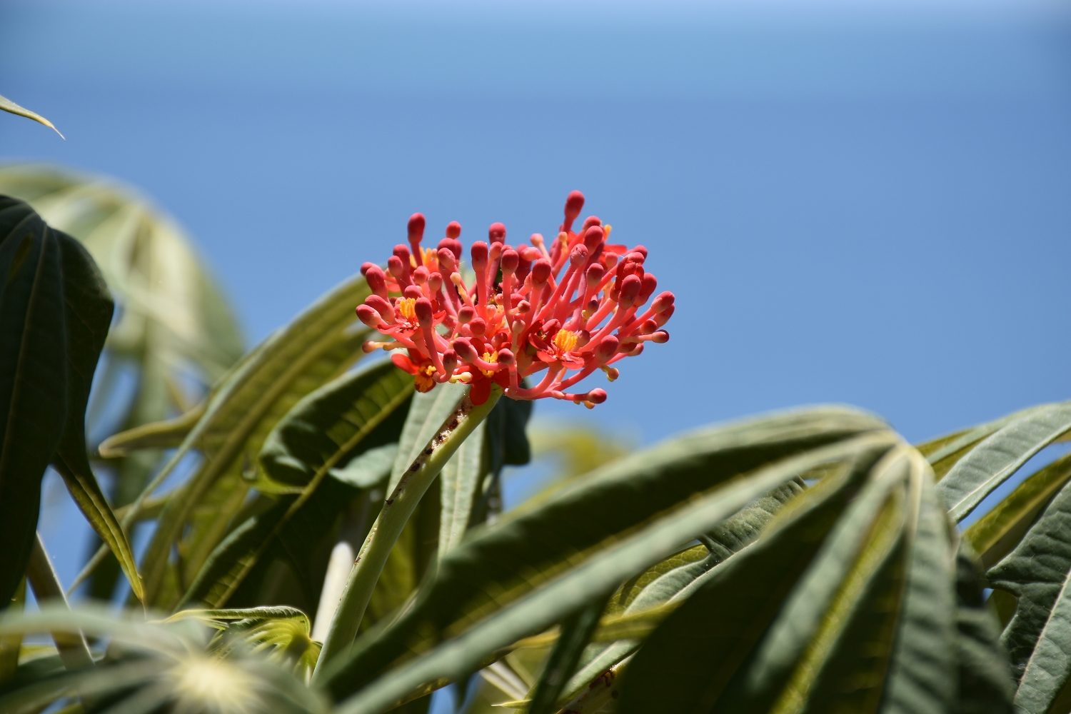 Mayotte