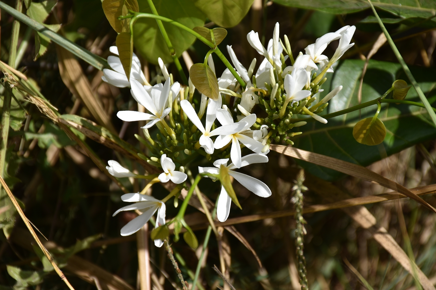 Mayotte