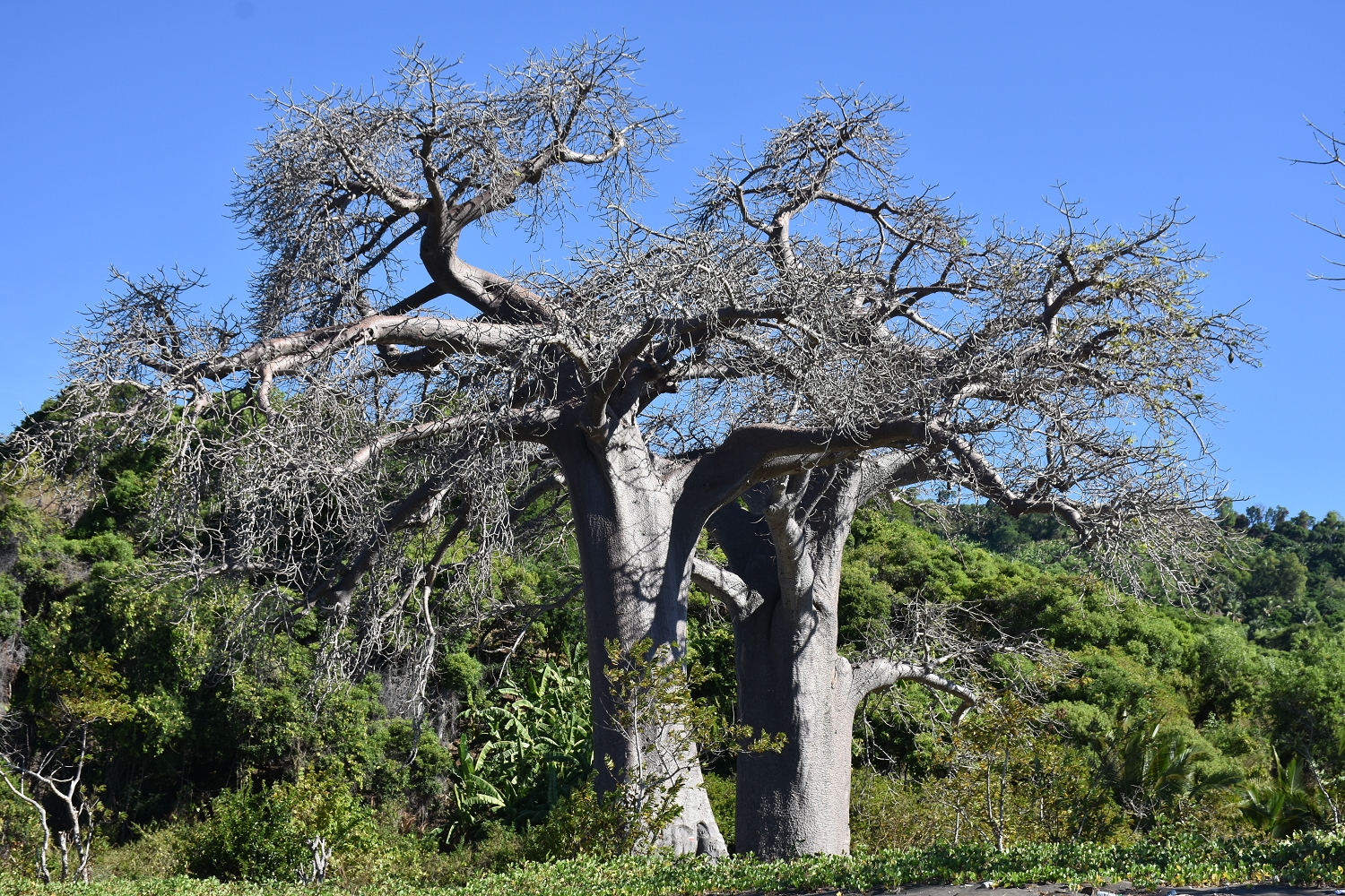 Mayotte