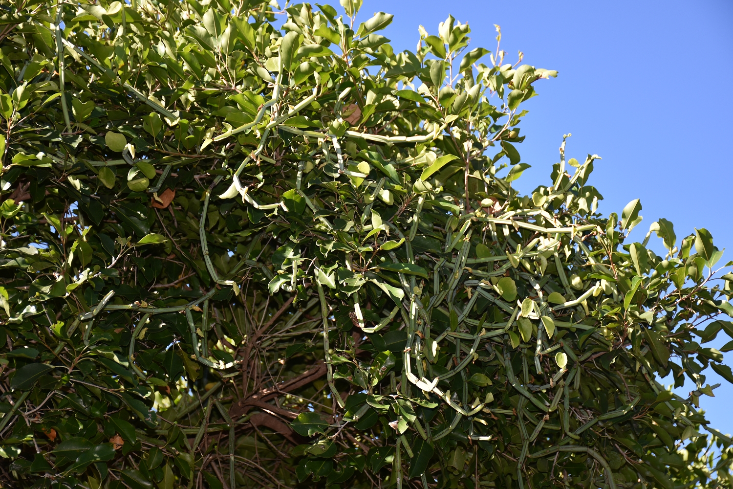 Mayotte