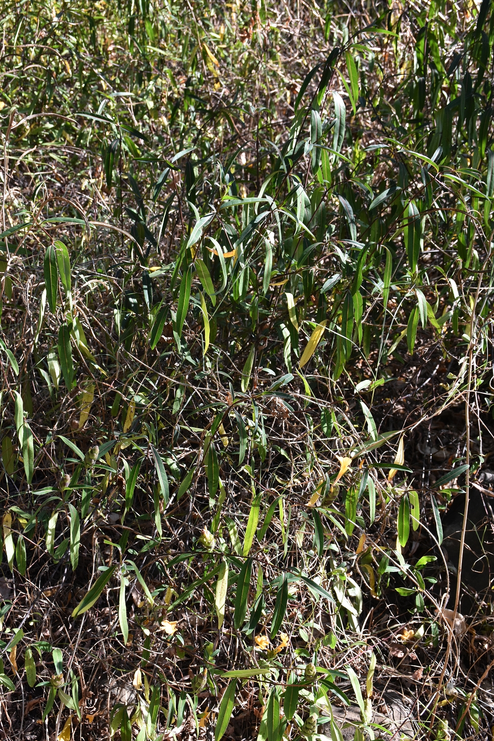 Mayotte