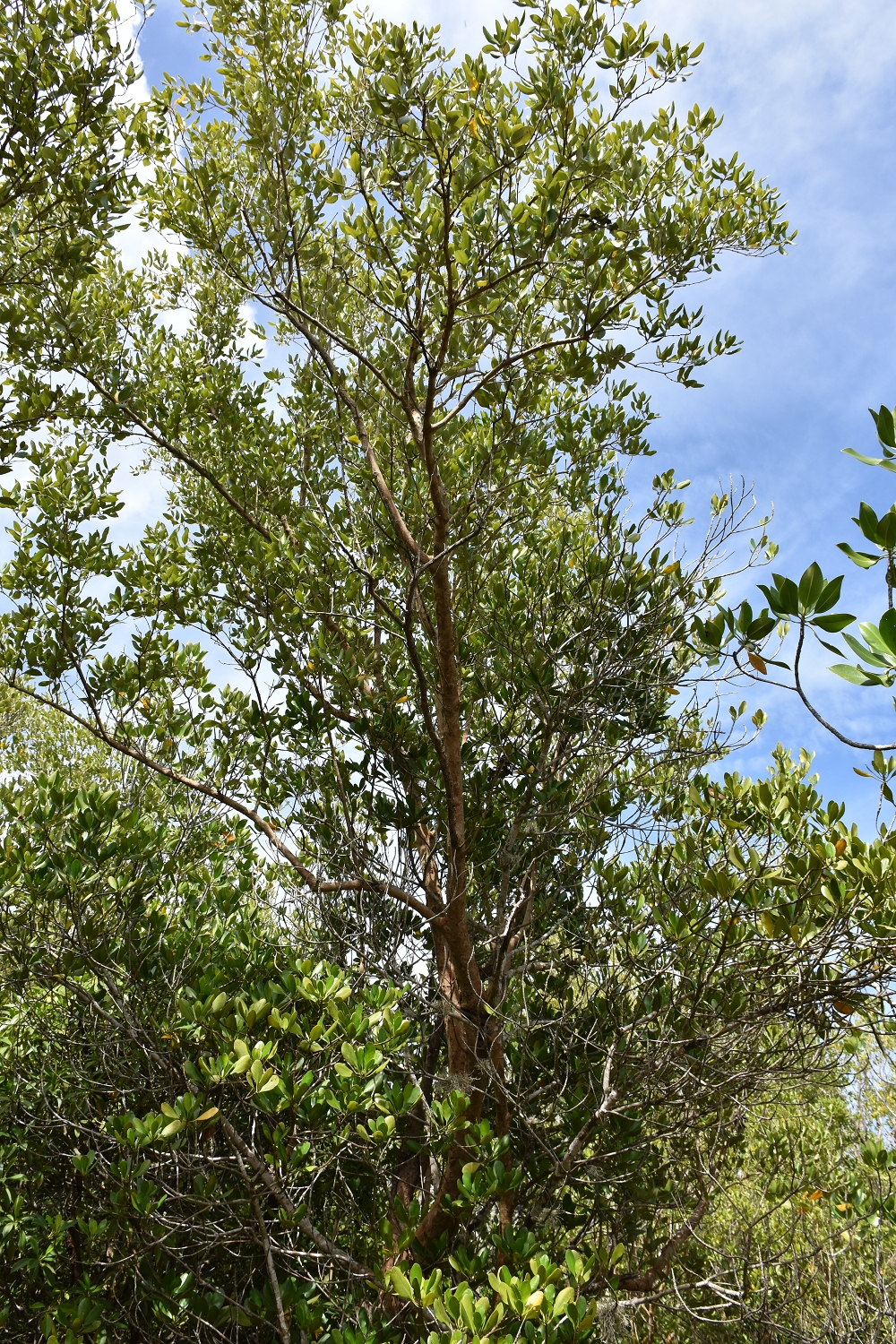 Mayotte